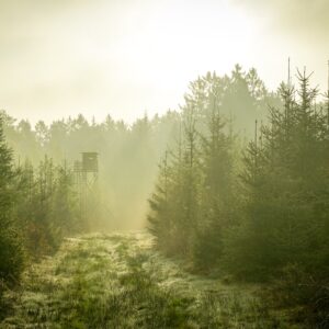 Jagdpraxis - Abendansitz auf Rehwild (ohne Abschuss)